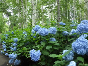 シラカバ林アジサイ