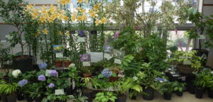 展示植物コーナー