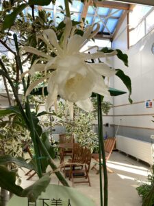 閉館時の月下美人