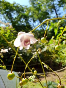 レンゲショウマ