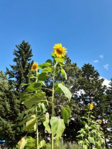 ヒマワリ巨大輪咲きロシア