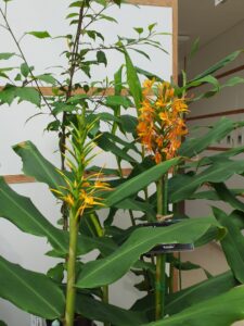 ジンジャーリリー