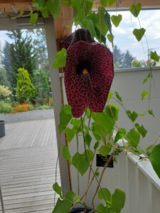 アリストロキア　ギガンティア