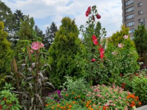 3色のタイタンビカス