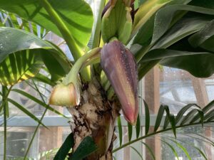 バナナの実と苞