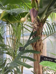 三尺バナナ