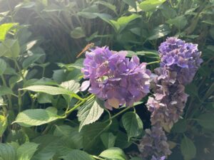 四阿アジサイとトンボ