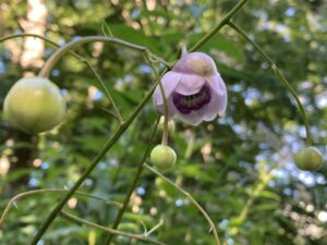 レンゲショウマ