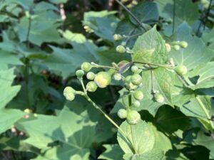 つぼみのキレンゲショウマ