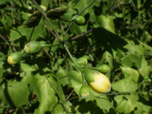 0827キレンゲショウマ蕾