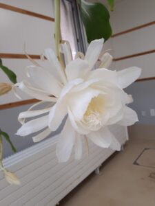 開花した月下美人の花