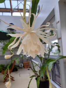 全開直前の月下美人