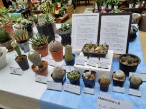 マンミラリア属のコーナー