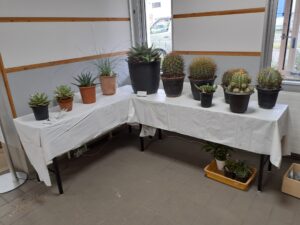 大型サボテンが並ぶ