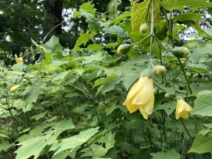 キレンゲショウマ