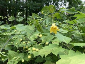 キレンゲショウマ