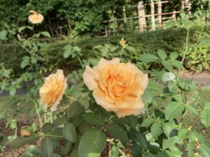 ジャストジョーイ