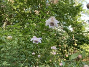 レンゲショウマ