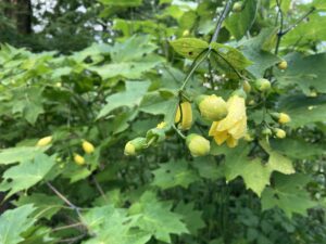 キレンゲショウマ