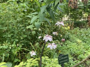 レンゲショウマ