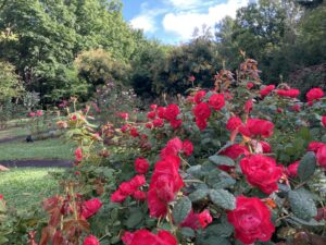 チェリーボニカ