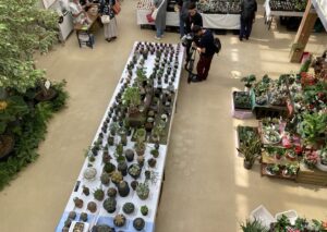 サボテンと多肉植物展のようす