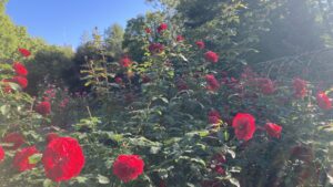 チェリーボニカ