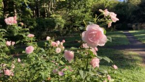 ハンスゲーネバインローズ