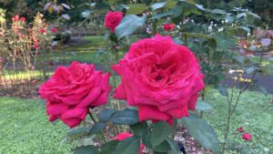 アレックスレッド