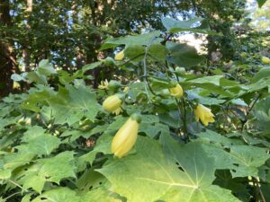 キレンゲショウマ