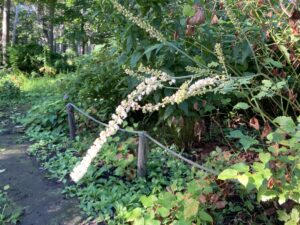 サラシナショウマ