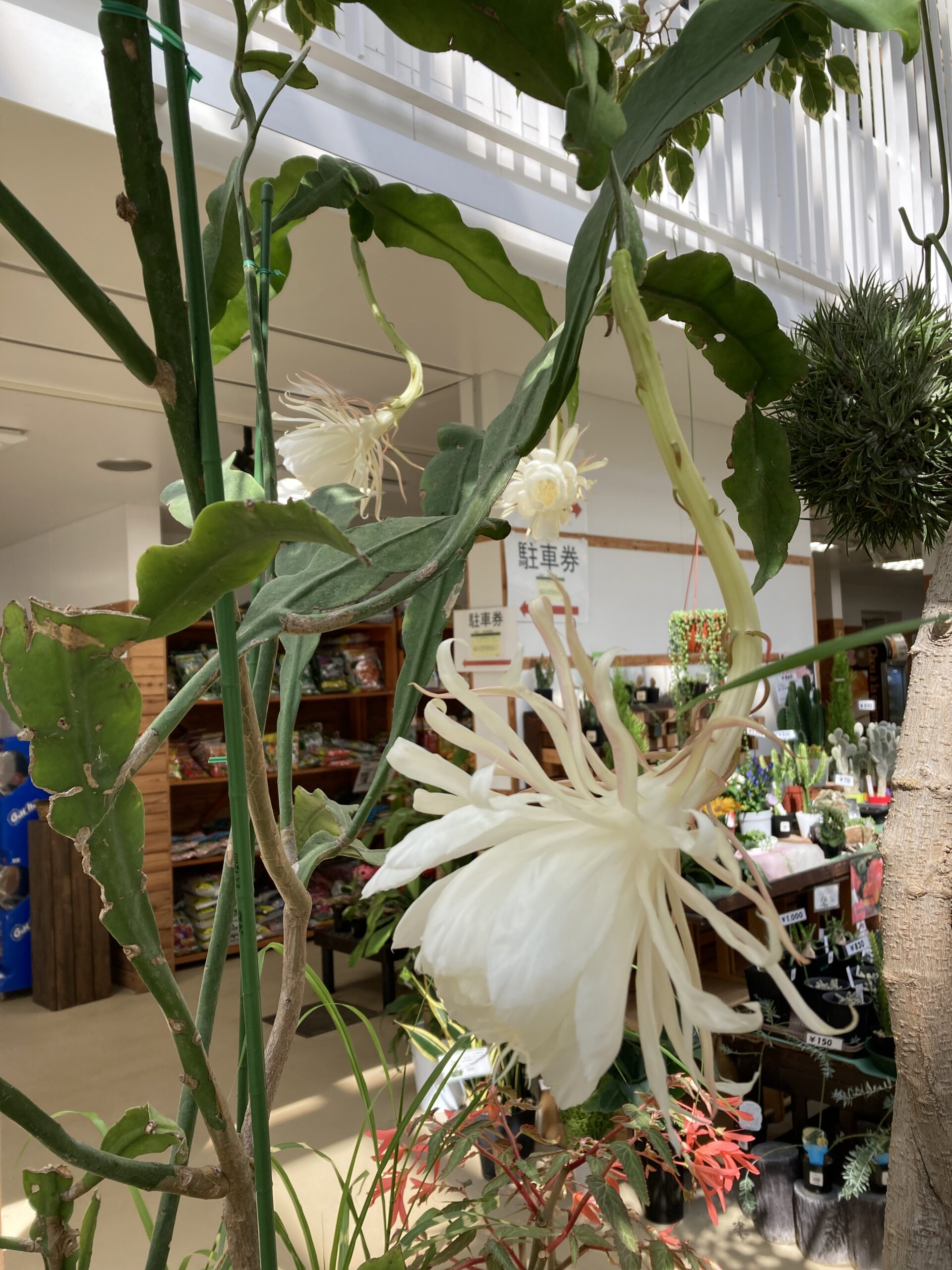 月下美人3輪咲きました | 豊平公園 - 札幌市公園緑化協会
