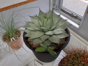 アガベ吉祥冠 (1)