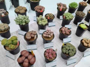 コノフィツムの仲間