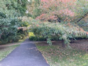 秋の花色とりどり