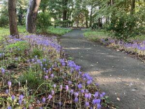 秋咲きクロッカス