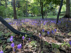 秋咲きクロッカス