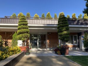 入り口前のゴールドクレスト