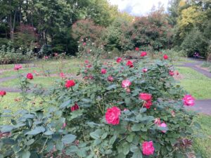 晩秋のバラ園