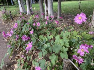 シュウメイギク