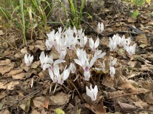 白の原種のシクラメン