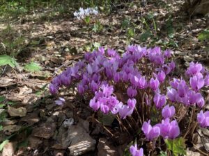 原種シクラメン