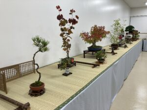 秋の風流盆栽展　明日20日から