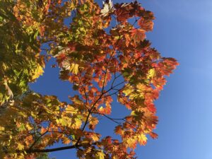 ハウチワカエデ