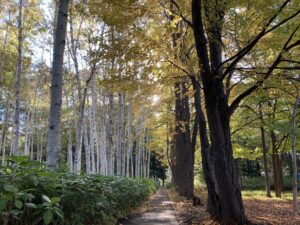 シラカバとカツラ