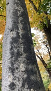 木肌に雪虫が張り付く様子