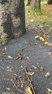 ケヤキの下の雪虫