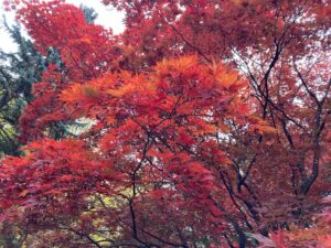 ノムラモミジの葉