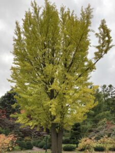 イチョウの紅葉ライムイエロー