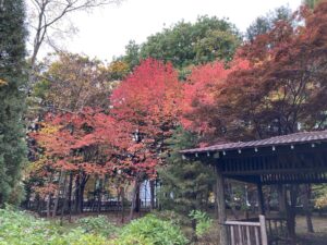 ナナカマドの紅葉